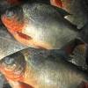 Asam manis pedas dan gurih bikin nagih resep ikan asam pedas. 1