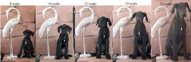 Skillful Dane Growth Chart Great Dane Puppy Feeding Chart