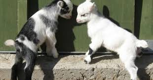 Pygmy Goats For Sale Goats Cute Goats Cute Baby Animals Cute Animals