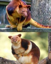 Image result for tree kangaroo