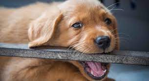 First, the incisors fall out around 12 to 16 weeks canine teeth will fall out around 16 weeks When Do Puppies Stop Biting And How To Cope With A Teething Lab Puppy