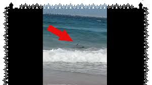 Ist mit bis über 4 m länge die. Schlange Am Strand Todliche Gift Mamba Aus Dem Meer Anwohner Und Experten In Aufregung Tiere