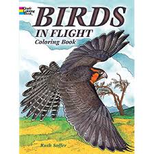 Welcome back the warm weather with these spring coloring sheets. Birds Of Prey Coloring Book John Green 9780486259895 Amazon Com Books