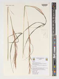 Image result for Hyperthelia dissoluta