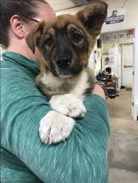 We did not find results for: Colorado Puppy Rescue Pup Puppies Pup Animals