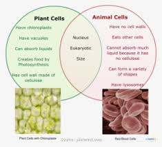 Plant and animal cells are similar in that both are eukaryotic cells. Plant Cell And Animal Cell Animal Cells That Is Not In Plant Cells Png Image Transparent Png Free Download On Seekpng