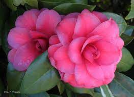 Camellia Blooms So Delicate And They Bloom In Cold Weather Flower Garden Flowers Bloom