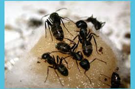 Doing business as:pete's pest control pete's pest control description:offering pest control and exterminator solutions for the greater portland and s.w business type:domestic limited liability company. St Petersburg Termite Family Owned Business For 68 Years