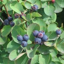 Image result for Amelanchier alnifolia
