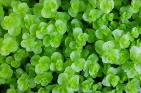 Image result for Lysimachia djalonis