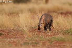 My Image As Promised There Have Been A Few Lifers For Me In The Kalahari And In My 10 Odd Years In The Bush I Have Nocturnal Animals Early Morning Aardvark