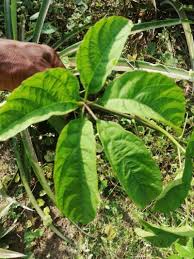 Image result for Cissus aralioides