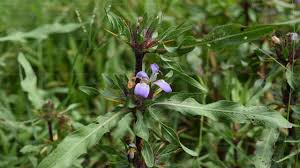 Image result for Hygrophila schulli