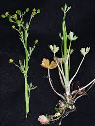 Image result for Ranunculus sceleratus