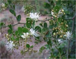 Image result for Capparis fascicularis