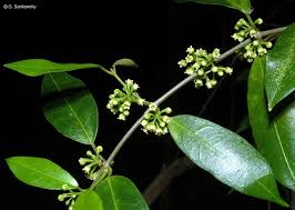 Image result for Marsdenia