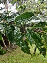 Image result for Bridelia micrantha