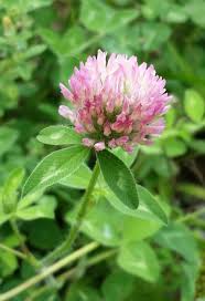 Pin On Flowers Plants Part 2 Of 2
