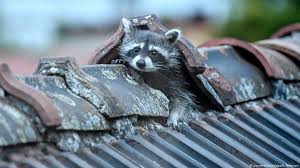 This will help his immune system fight off the virus. Raccoons Take To The Streets Of Germany News Dw 28 10 2002