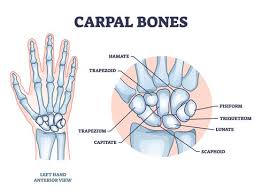 Image result for Pisiform Bone
