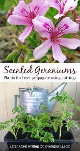 How To Propagate Scented Geraniums From Cuttings Geranium Plant Scented Geranium Geranium Flower