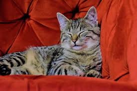 His character is very comical and he always accompanies the leading anime characters on their adventures. 400 Anime Cat Names From Pokemon To Sailor Moon