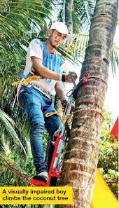 Coconut Tree Climber Machine Tree Coconut Coconut Tree