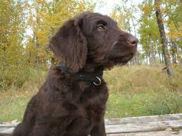 Labradoodles Labradoodle Labradoodle Dogs Chocolate Labradoodle