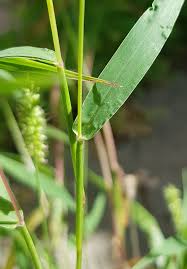 Image result for Setaria pseudaristata