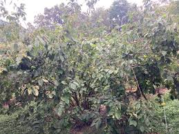 Image result for Grewia avellana