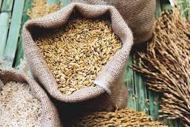 Growing Wheat: Varieties, Planting Guide, Care, Problems, and Harvest