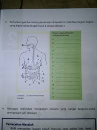Sistem saraf pada manusia memiliki sifat mengatur yang sangt kompleks dan khusus. Sistem Pencernaan Dan Organ Penyusunnya A Kata Sambutan Dalam Bahasa Ingris