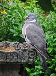 Wonderful Woodpigeon Beautiful Birds Funny Birds Pet Birds