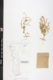 Image result for Bacopa hamiltoniana