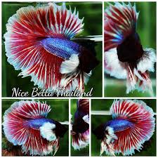Betta fish for sale near me. Half Moon Dumbo Archives Nice Betta Thailand Co Ltd