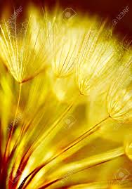 Soft Dandelions Flower Extreme Closeup Abstract Spring Nature Background Dandelion Flower Flower Backgrounds Dandelion