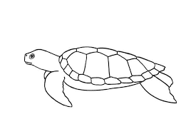 Check spelling or type a new query. How To Draw A Turtle Step By Step Easy Animals 2 Draw