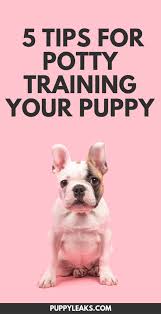 French bulldog puppy for sale, male , french bulldog puppies for sale in miami. 5 Simple Tips For Potty Training Your Puppy Puppy Leaks