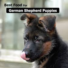 You will know if your german shepherd has a grain allergy when he has loose stool after eating food containing grains. Types Of Food For German Shepherd Archives Dog Praise