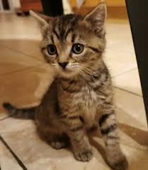 Pin By Silo On Chaton Trop Mignon Baby Animals Super Cute Cats And Kittens Cute Baby Animals
