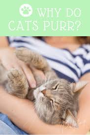If You Re Happy And You Know It Say Meow Pin On Articles And Tips For Pet Owners