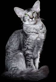 No i'm not sure what kind of cat she is, but i know she is 3 year. Black Silver Mackerel Tabby Bicolor Cat Oriental Shorthair Cats