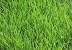 Buffalo Grass Lawn