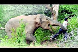 Image result for dangerous elephants