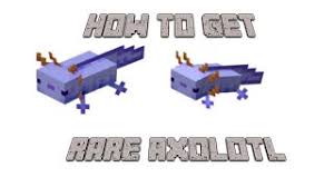 In java edition, the blue. How To Get The Rare Blue Axolotl In Minecraft Youtube