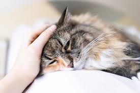 Once kidney stones grow, however, they may cause the following symptoms: Kidney Stones In Cats Symptoms Causes Diagnosis And Treatment Catster