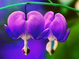 Bleeding heart (dicentra spectabilis) is a spring flower that gets it's name from the heart like shape of the flowers it blooms. Purple Bleeding Hearts Flowers Bleeding Heart Flower Flower Heart Bleeding Hearts