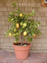 Das ruhige umfeld wie auch die nähe zu hervorragenden zimmer im lemon tree hotel whitefield sind mit flachbildfernseher ausgestattet und bieten damit außergewöhnlichen komfort. Eureka Lemon In Patio Container Citrus Plant Growing Indoors Growing Citrus