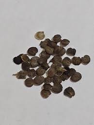 Image result for Justicia mollugo