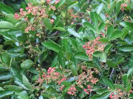 Image result for Searsia kirkii